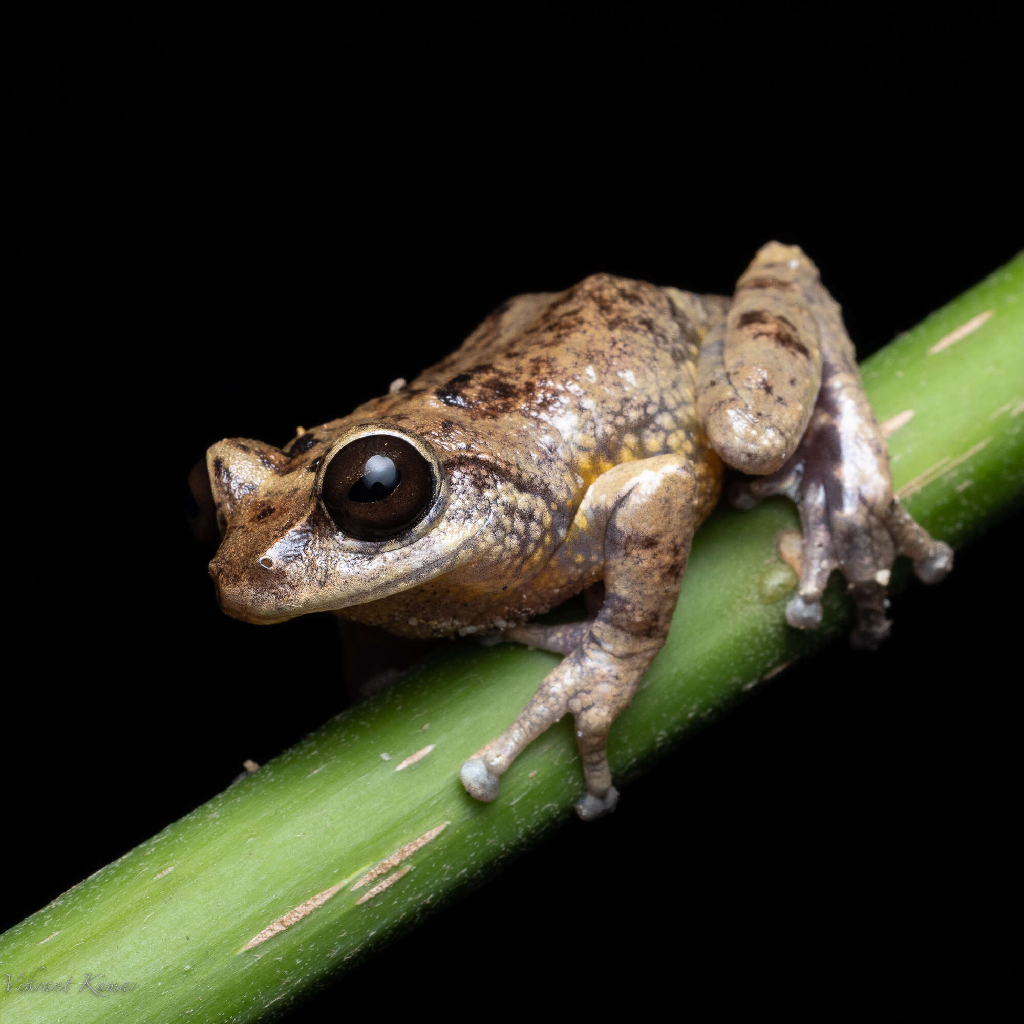 Image of Munnar bush frog