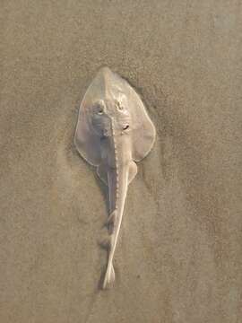 Image of Grey guitarfish