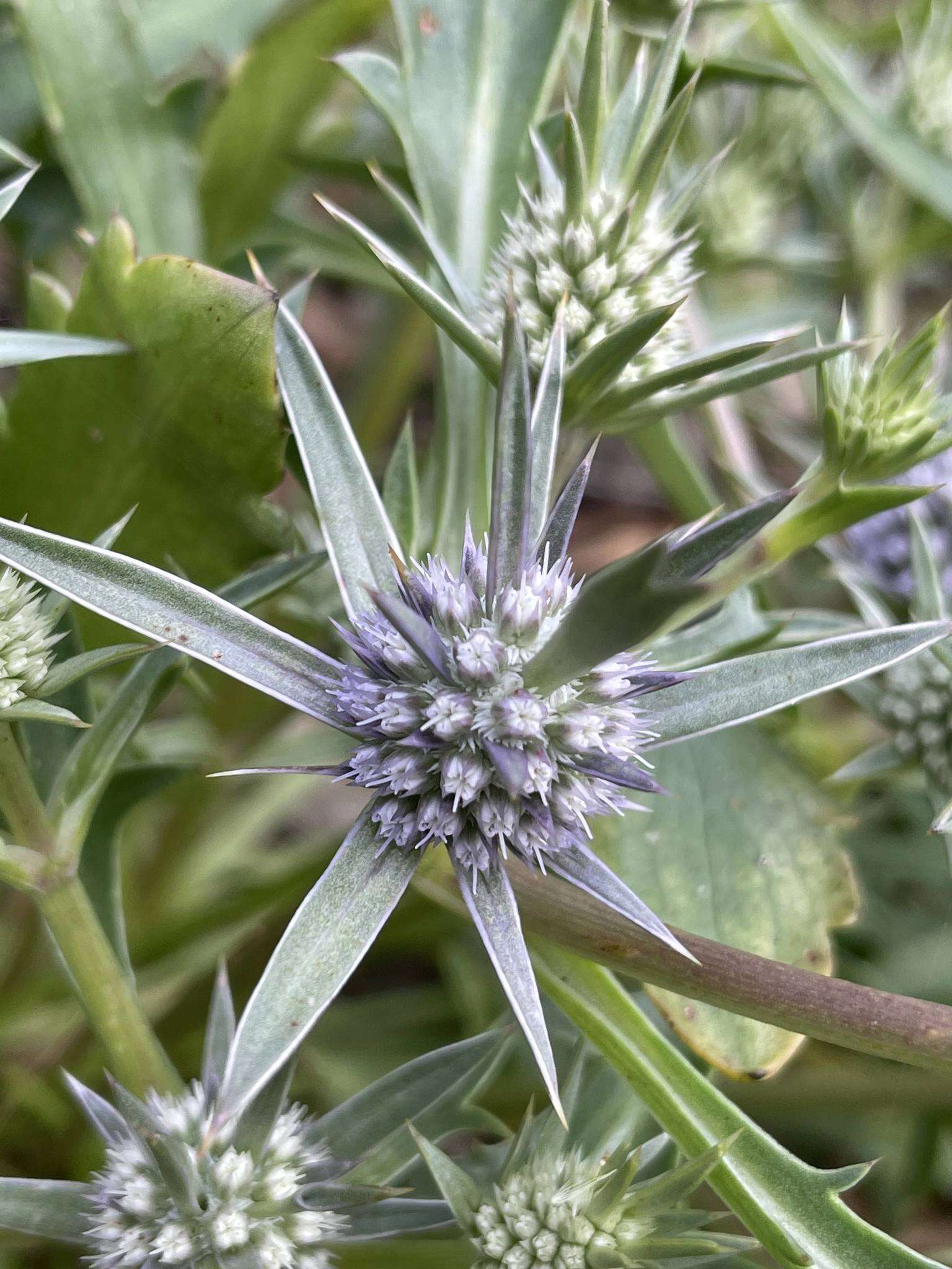 Image of Eryngium pinnatifidum Bunge