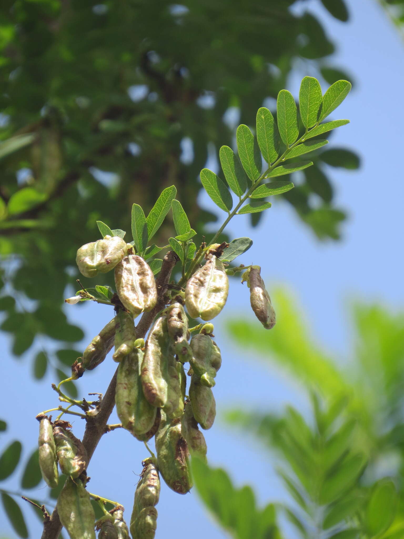 Image of Diphysa americana (Mill.) M. Sousa