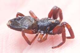 Image of White-tailed spider