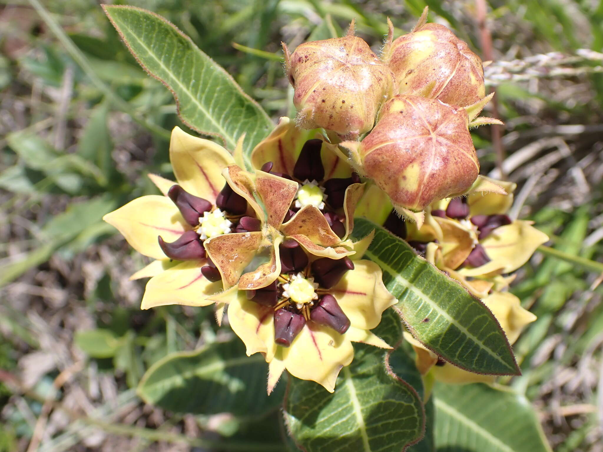 Image of Pachycarpus concolor subsp. transvaalensis (Schltr.) Goyder