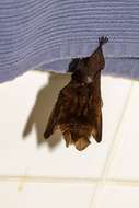 Image of Hairy Slit-faced Bat -- Hairy Slit-faced Bat