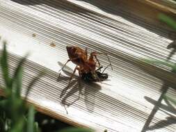 Image of Western Lynx Spider