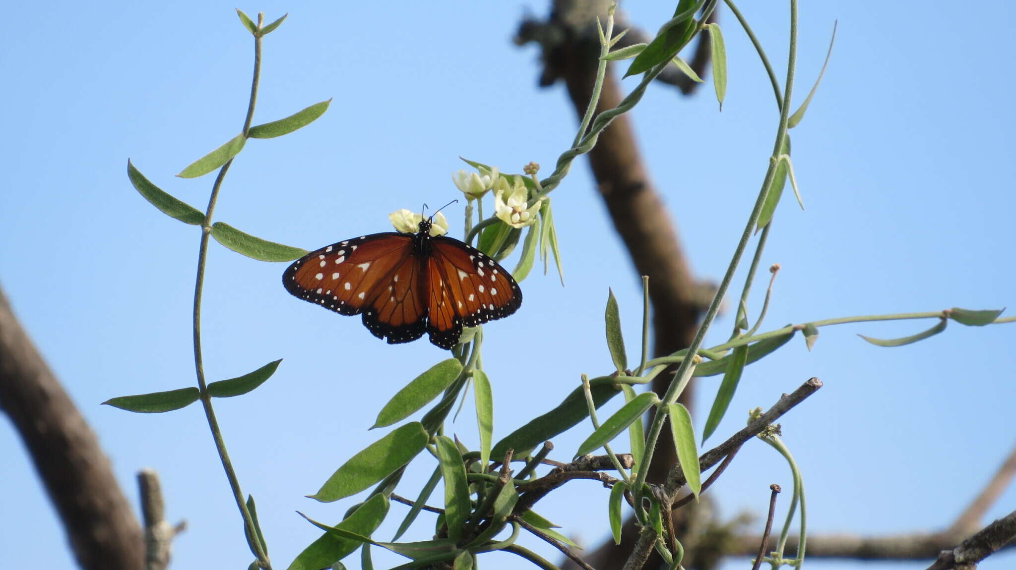 Image of <i>Danaus <i>gilippus</i></i> gilippus