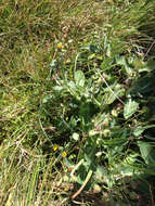 Imagem de Sonchus kirkii B. G. Hamlin