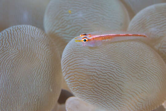 Image of Michel's ghost goby