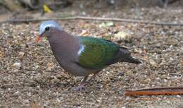 Image of Common Emerald Dove