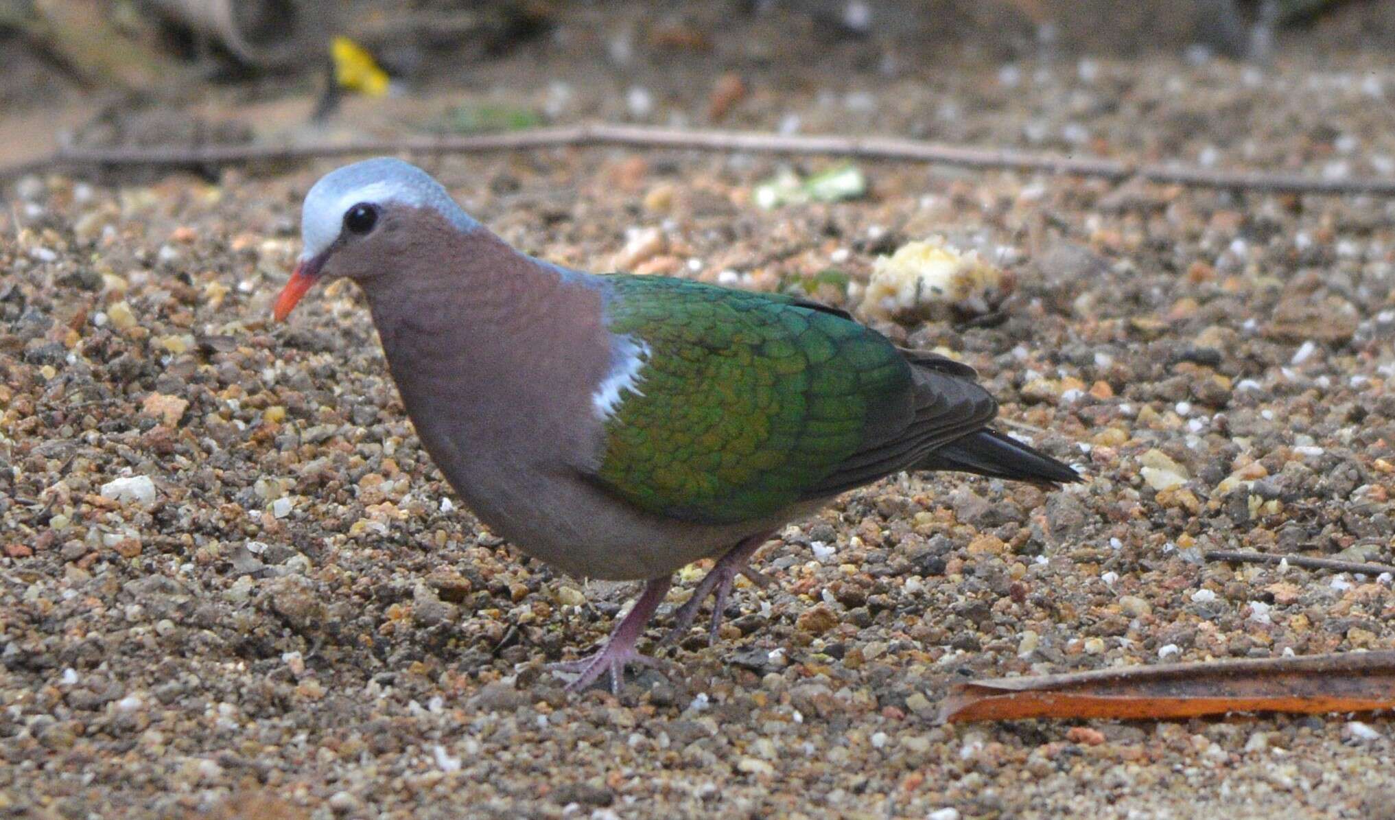 Image of Common Emerald Dove