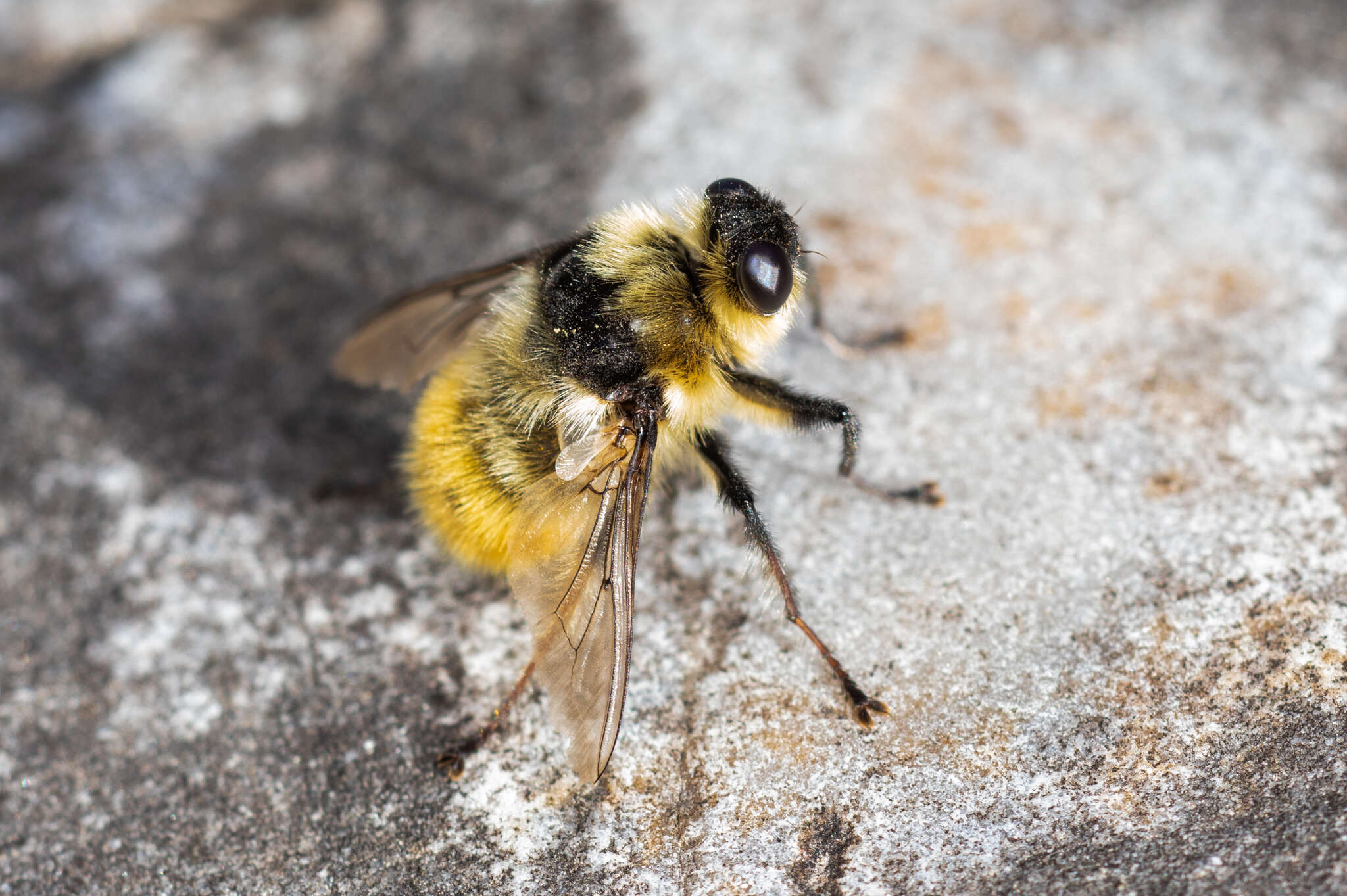 صورة Hypoderma tarandi (Linnaeus 1758)