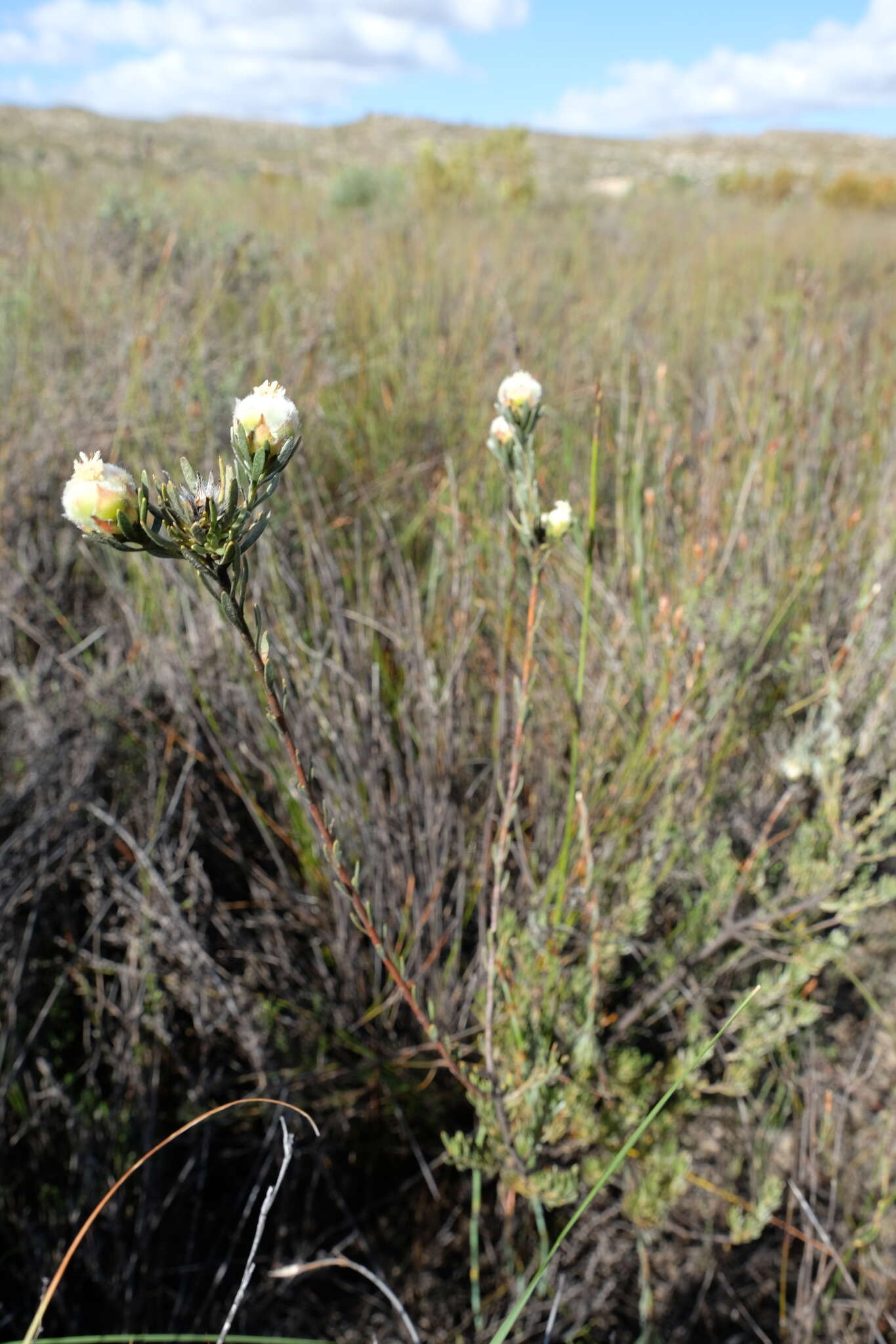 Plancia ëd Leucadendron sericeum (Thunb.) R. Br.