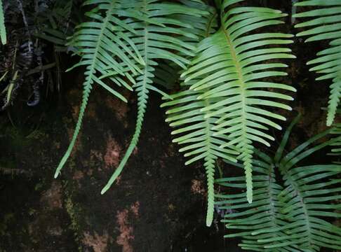 Image of Dicranopteris pedata (Houtt.) Nakaike