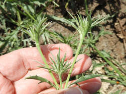 Imagem de Eryngium vaseyi Coult. & N. E. Rose