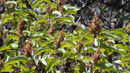 Image of laurel sumac