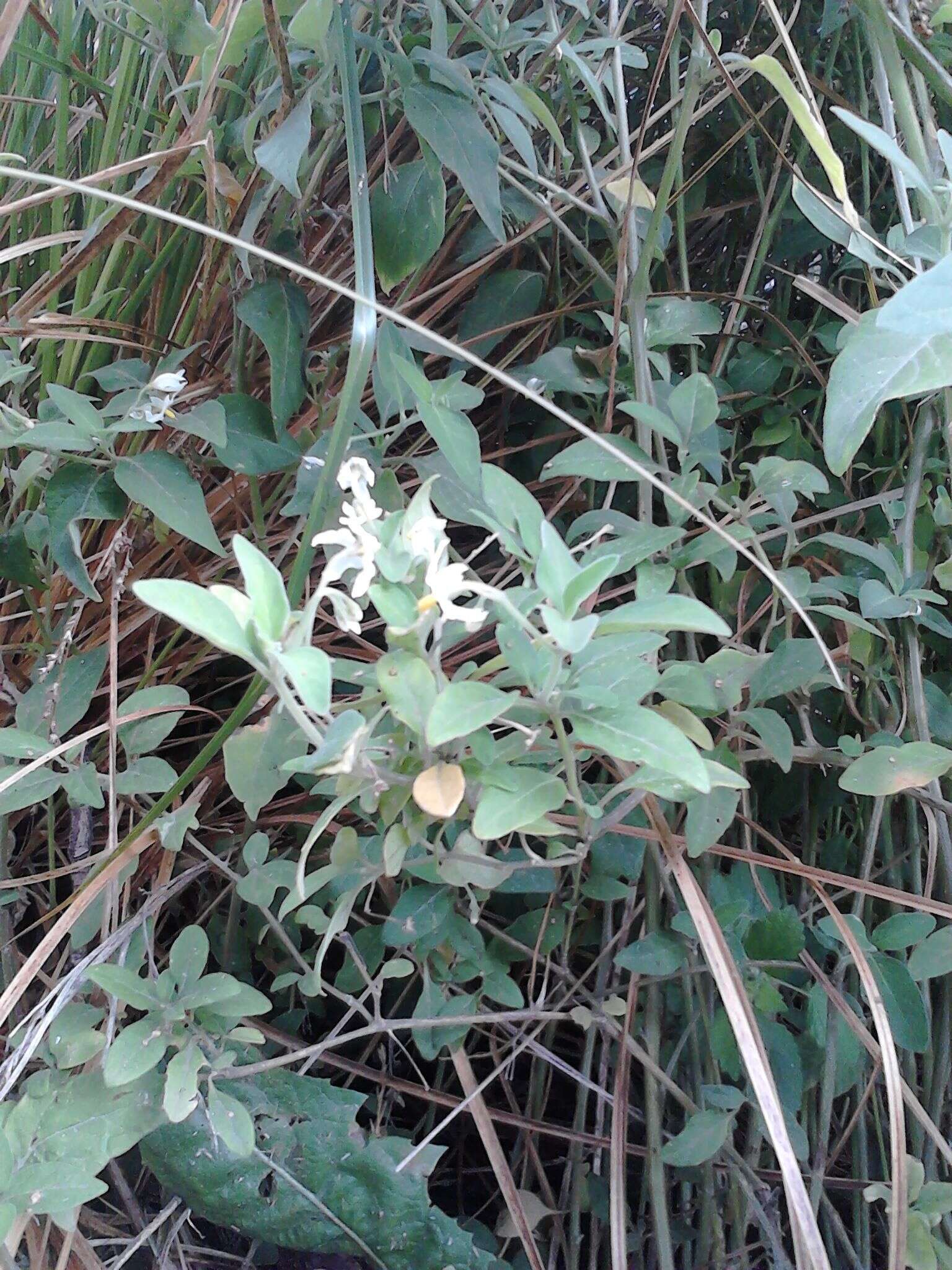 Image of Solanum chenopodioides Lamarck