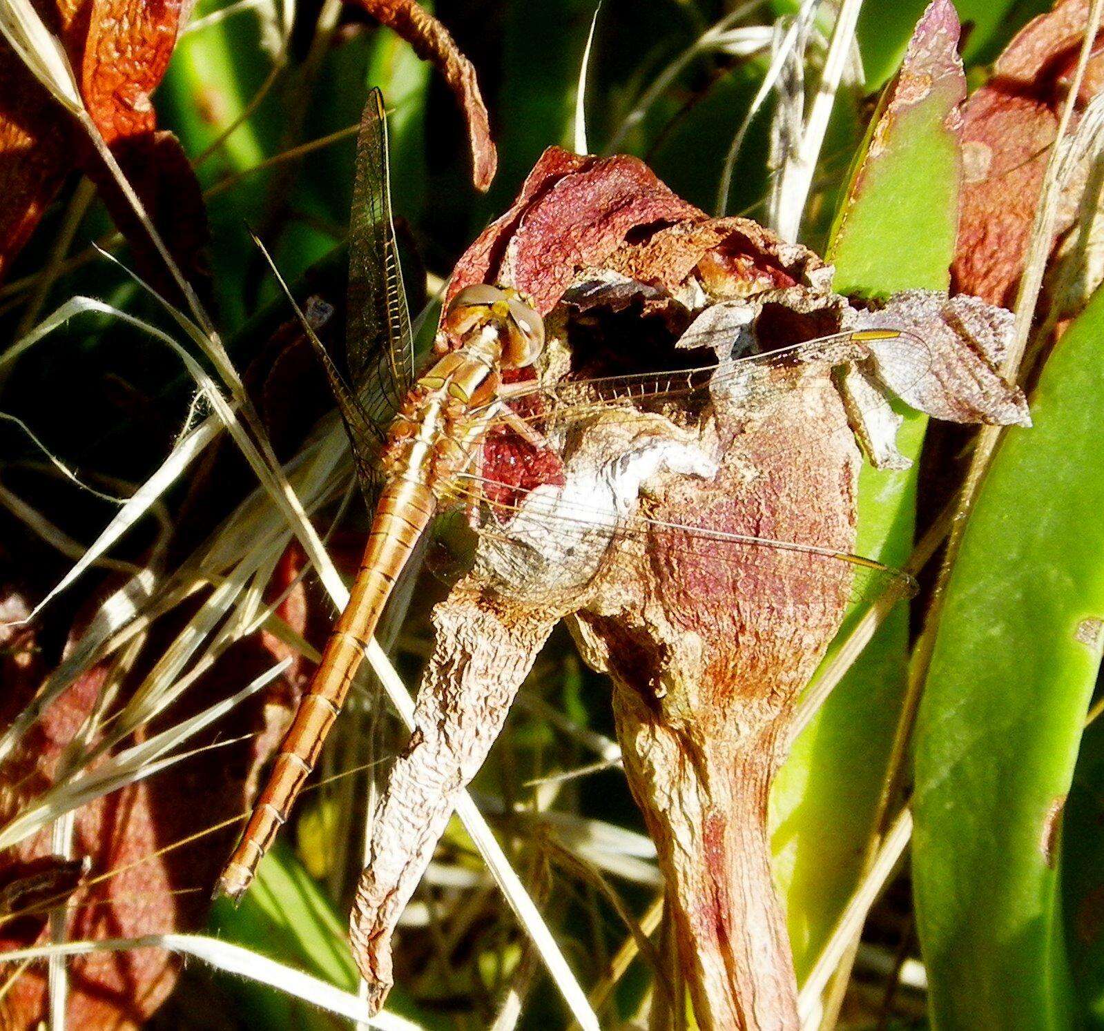 Image of Two-striped Skimmer