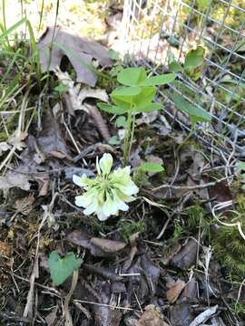 Image of running glade clover