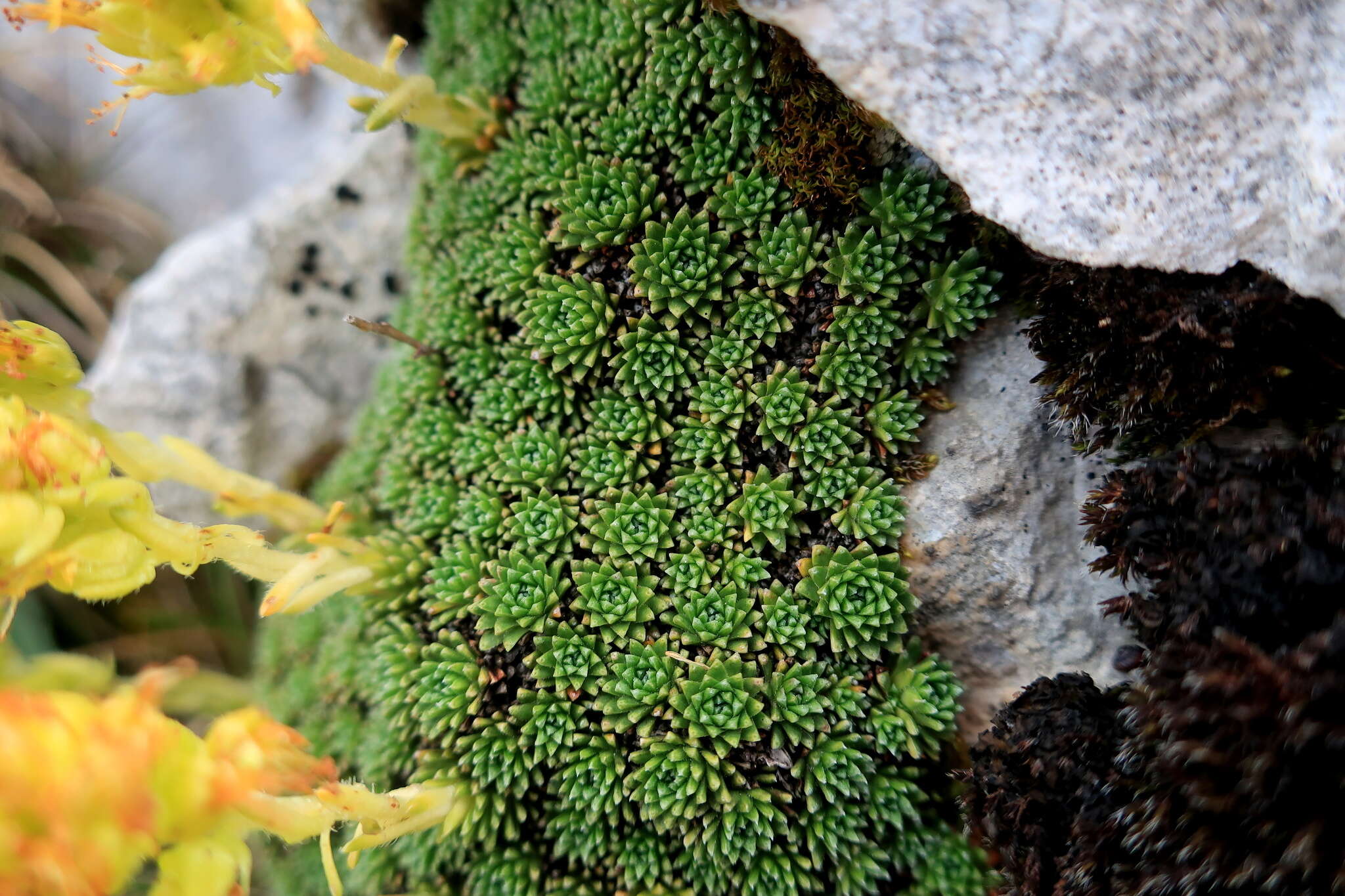 Image of Saxifraga scleropoda Somm. & Levier.