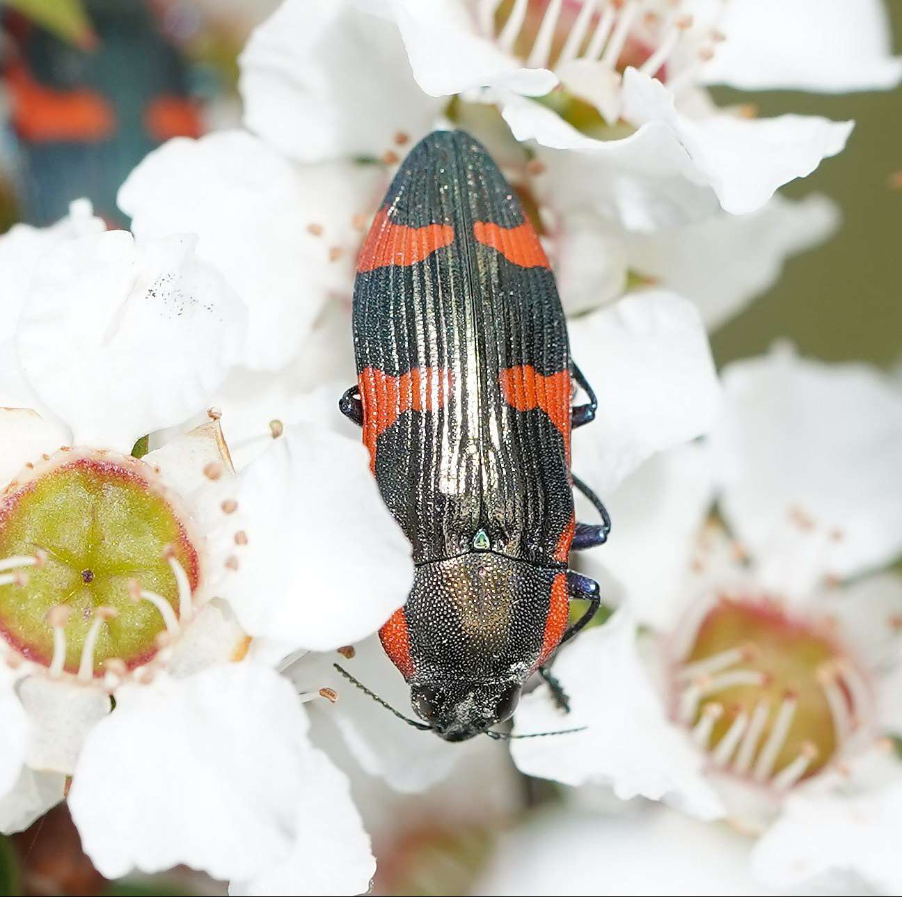 Image of Castiarina grata (Saunders 1869)