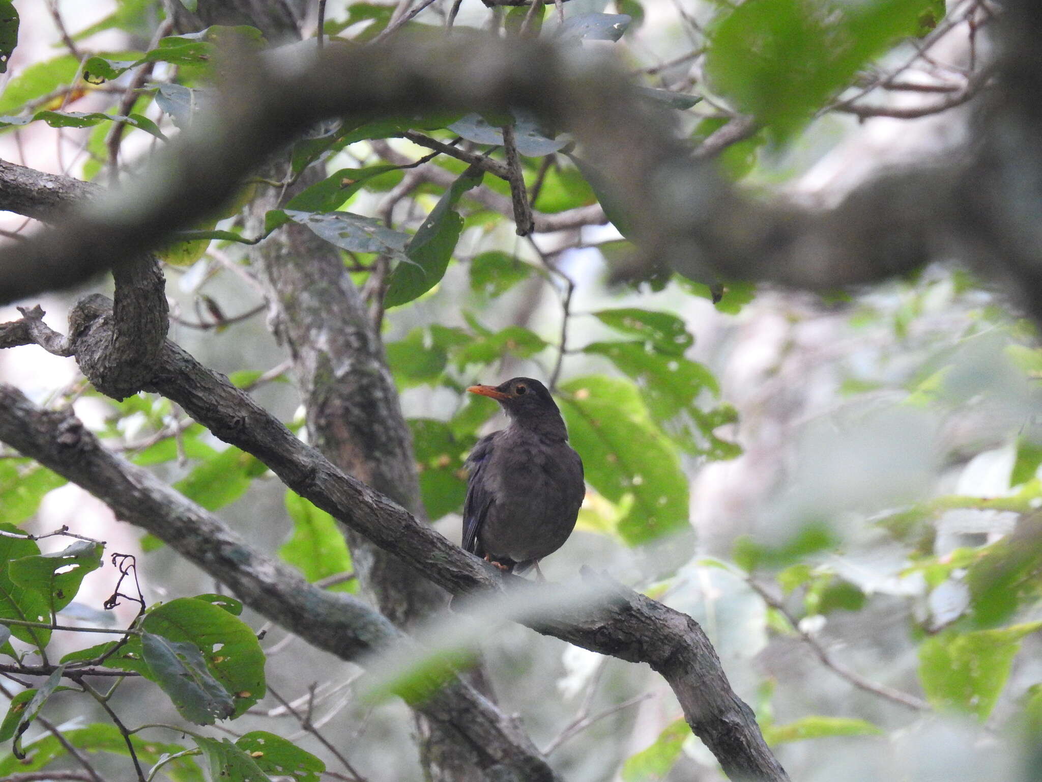 Image of Indian Blackbird