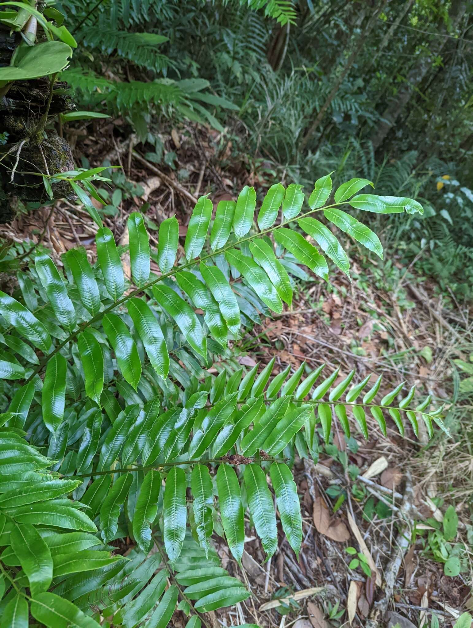 Image of Sphaeropteris capitata (Copel.) R. M. Tryon