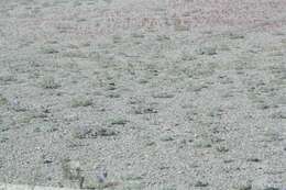 Image of Mono Lake lupine