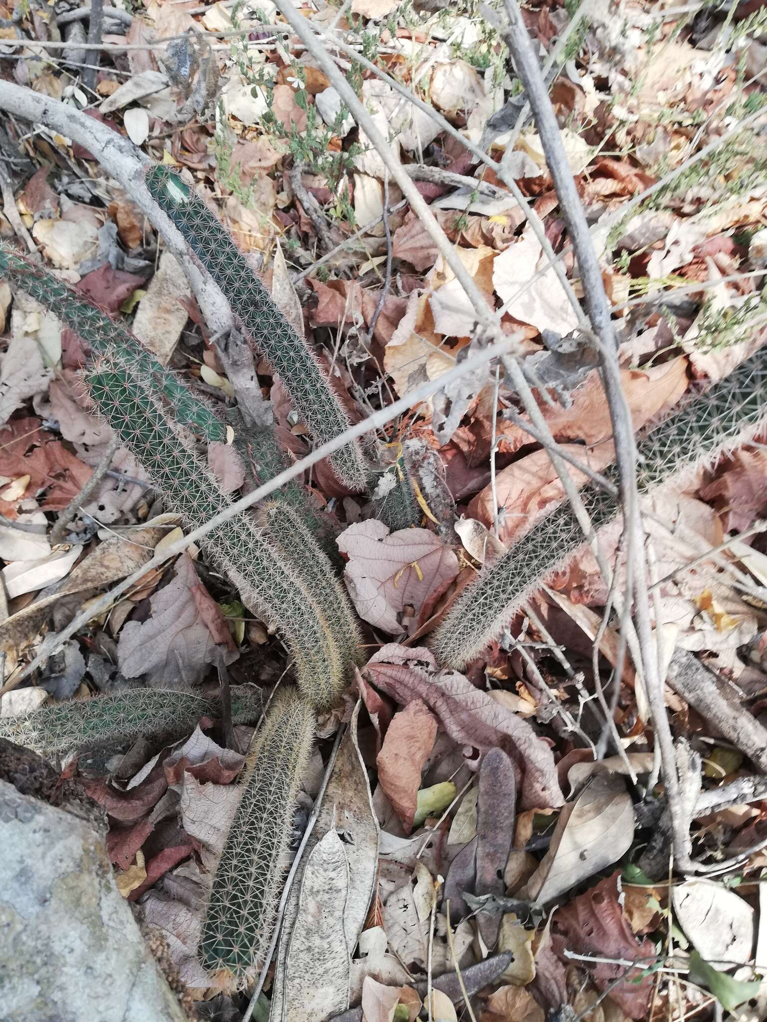 Image of <i>Acanthocereus oaxacensis</i>