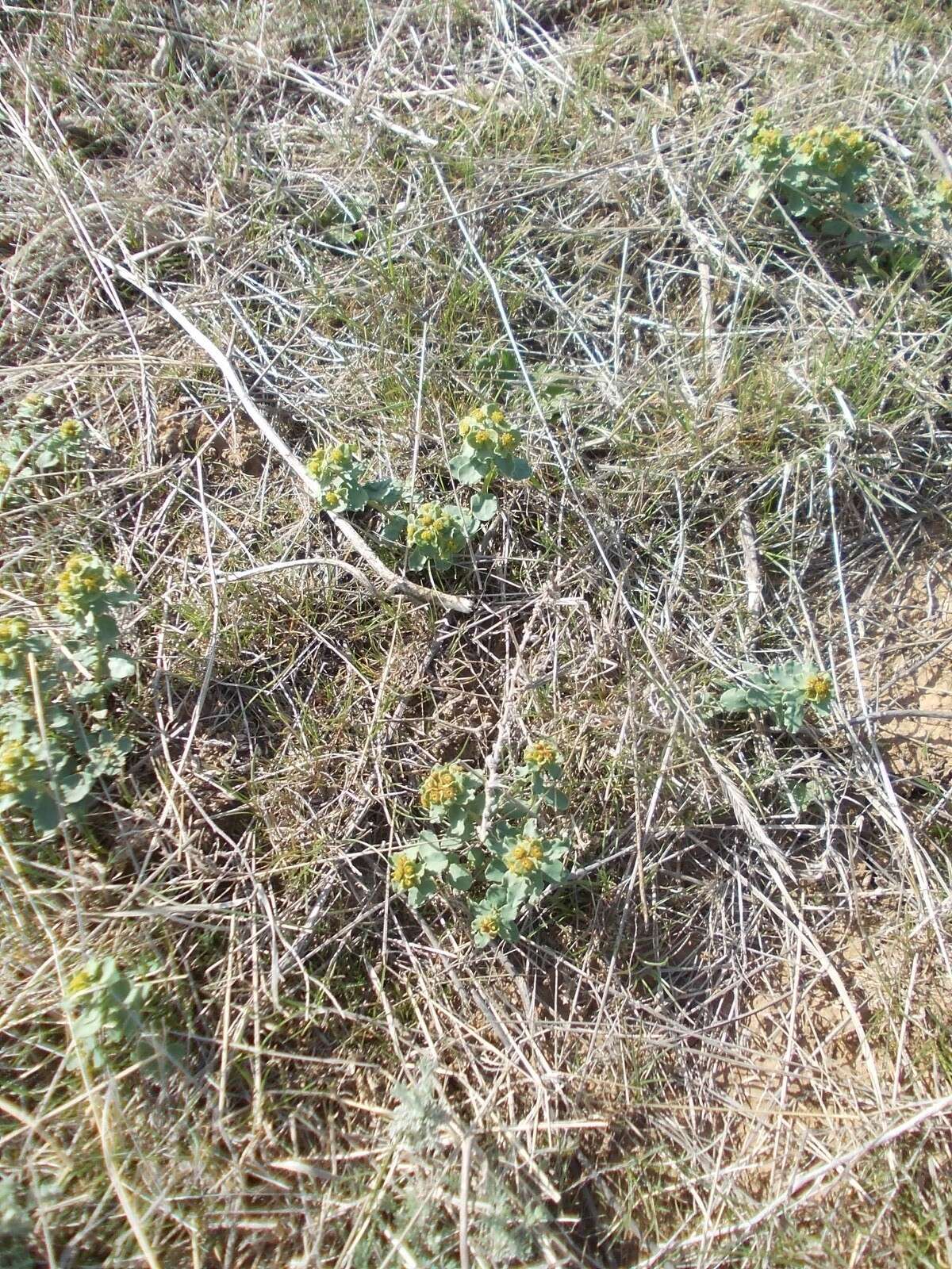 Image of Euphorbia undulata M. Bieb.