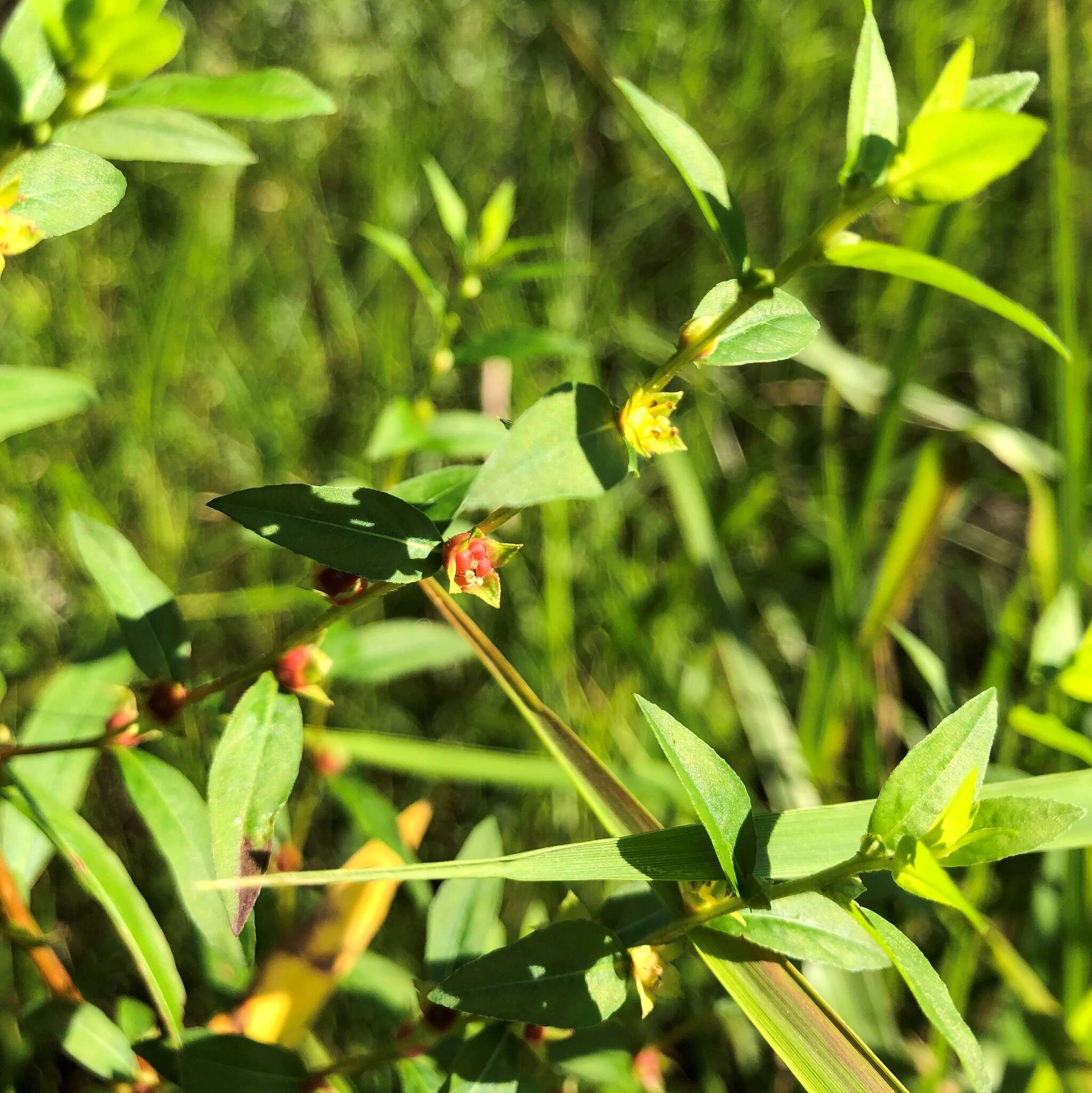 Image of Globe-Fruit Primrose-Willow