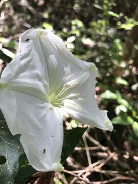 Image of Moonflower or moon vine