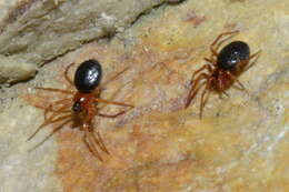 Image of Pelecopsis bucephala (O. Pickard-Cambridge 1875)