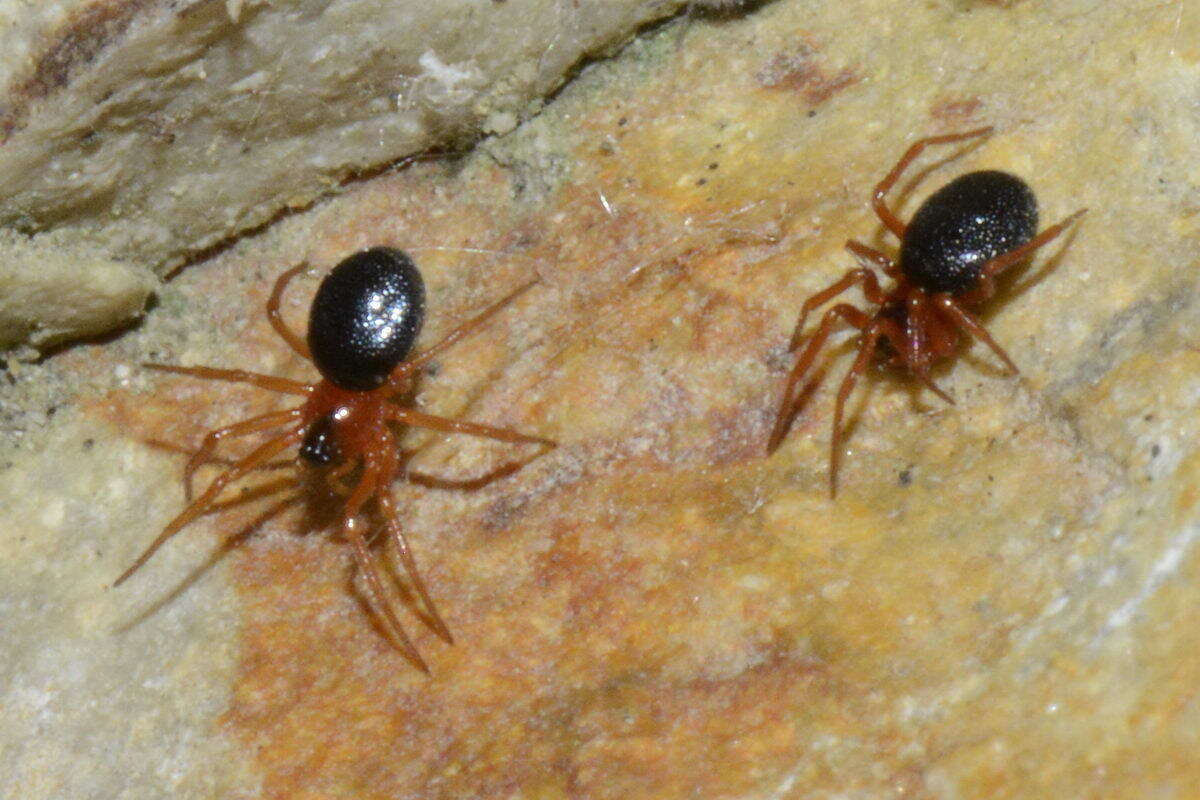 Image of Pelecopsis bucephala (O. Pickard-Cambridge 1875)