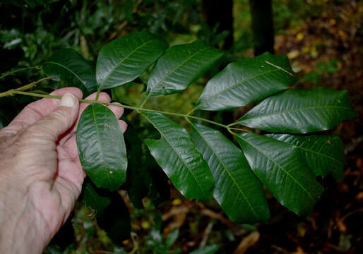 Слика од Dysoxylum oppositifolium F. Müll.