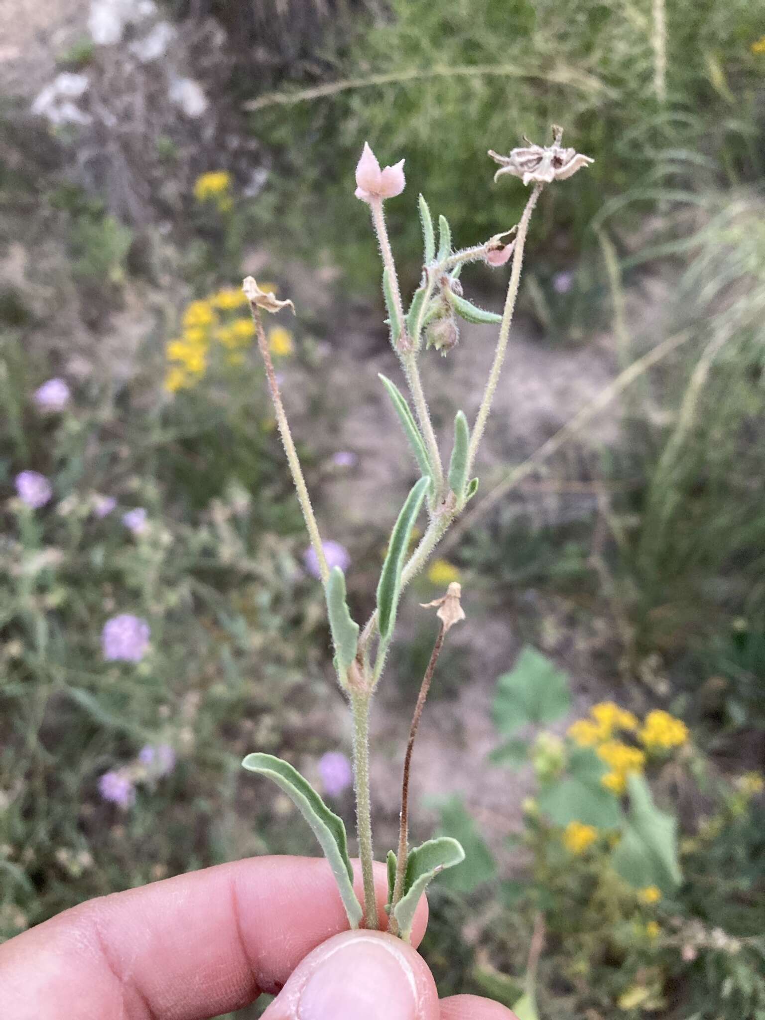 Image of Carleton's sand verbena