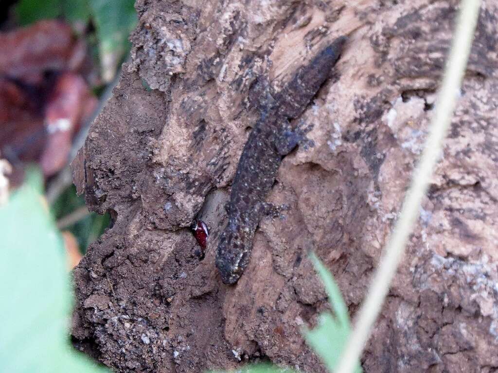 Gehyra mutilata (Wiegmann 1834) resmi