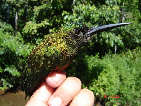 Image of Bluish-fronted Jacamar