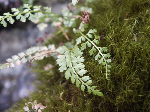 Image of Asplenium laciniatum subsp. tenuicaule (Hayata) Fraser-Jenk.