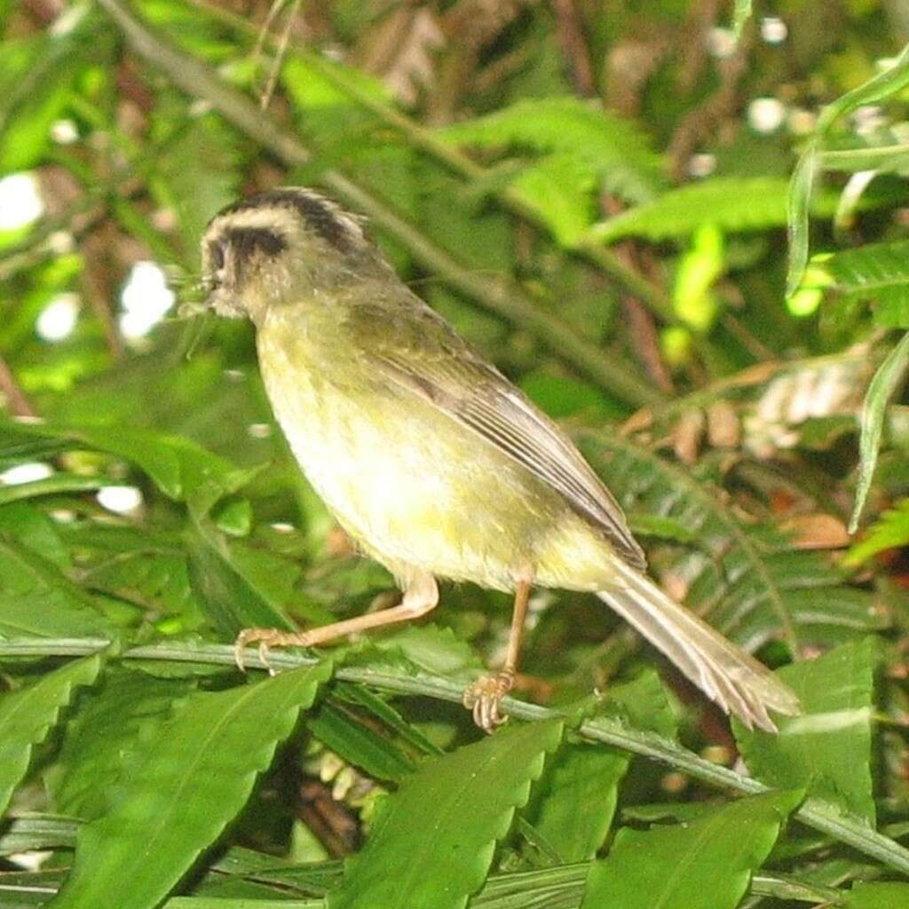 Basileuterus melanotis Lawrence 1868 resmi