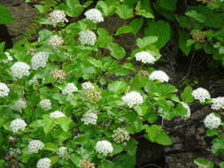 Plancia ëd Physocarpus opulifolius var. intermedius (Rydb.) B. L. Robins.