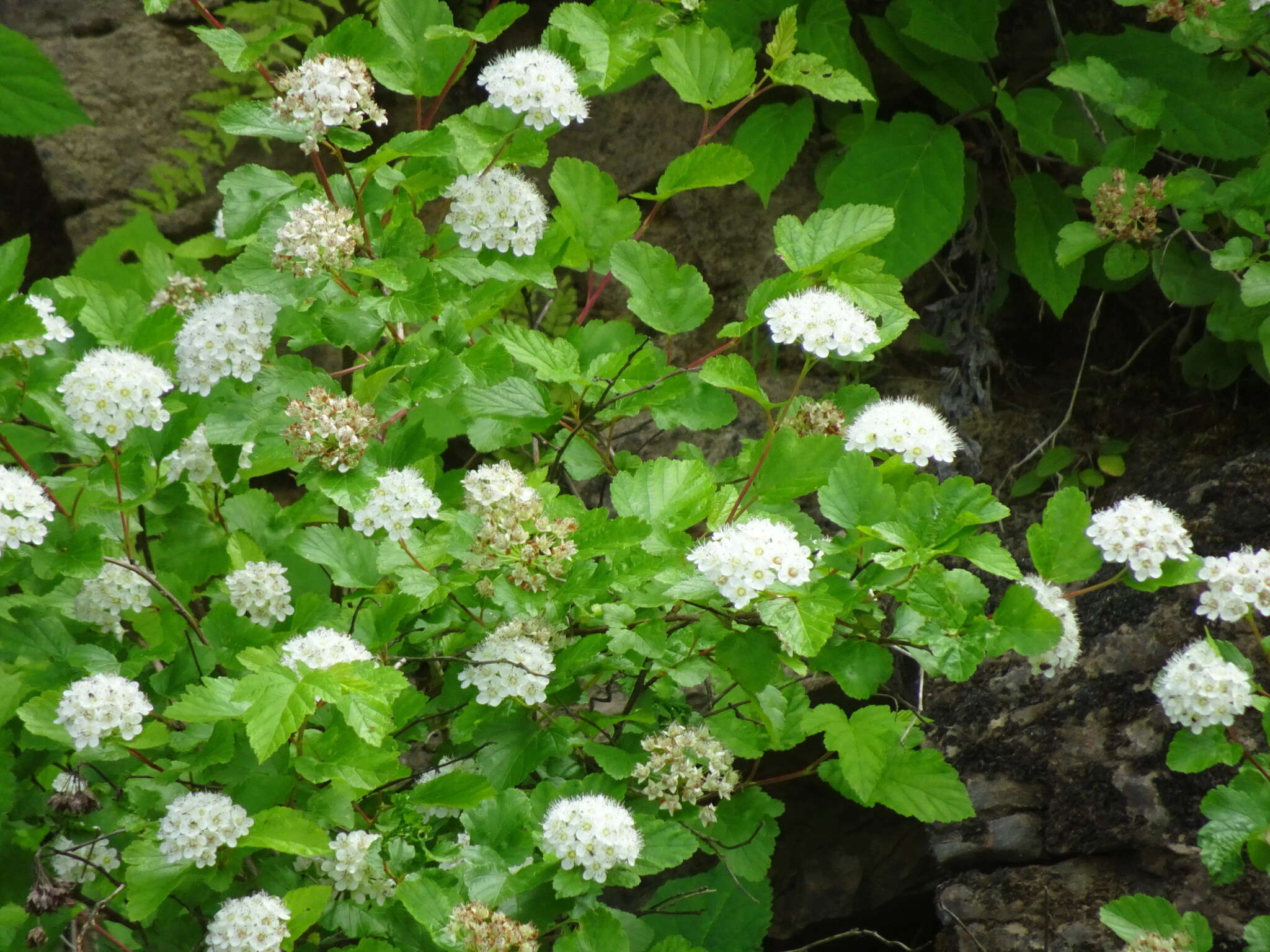 Plancia ëd Physocarpus opulifolius var. intermedius (Rydb.) B. L. Robins.