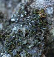 Image of leptochidium lichen