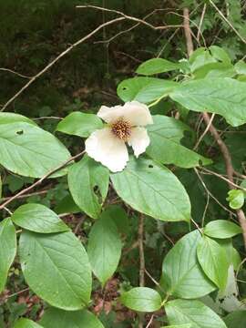 Слика од Stewartia ovata (Cav.) Weatherby