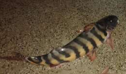 Brachyplatystoma juruense (Boulenger 1898) resmi