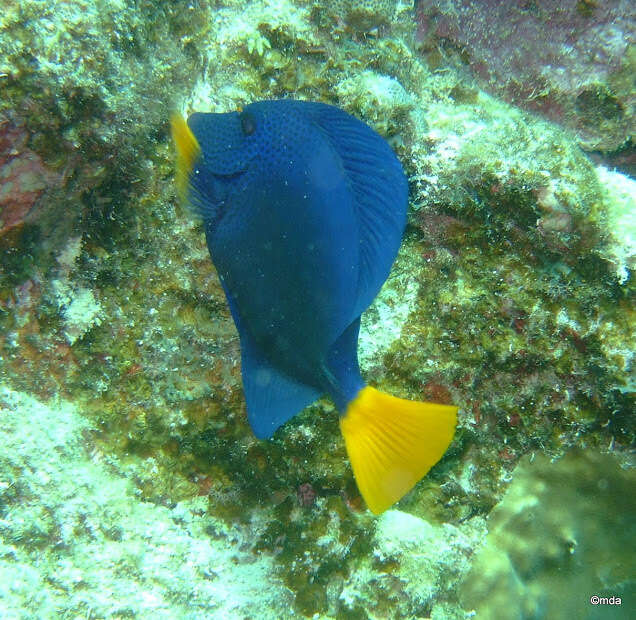 Image of Dusky Sailfin Tang