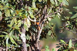 Image of Black-and-orange Flycatcher