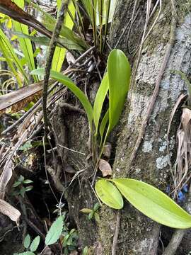 Image of flor de llanten