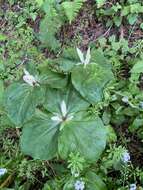 Trillium chloropetalum var. giganteum (Hook. & Arn.) Munz resmi