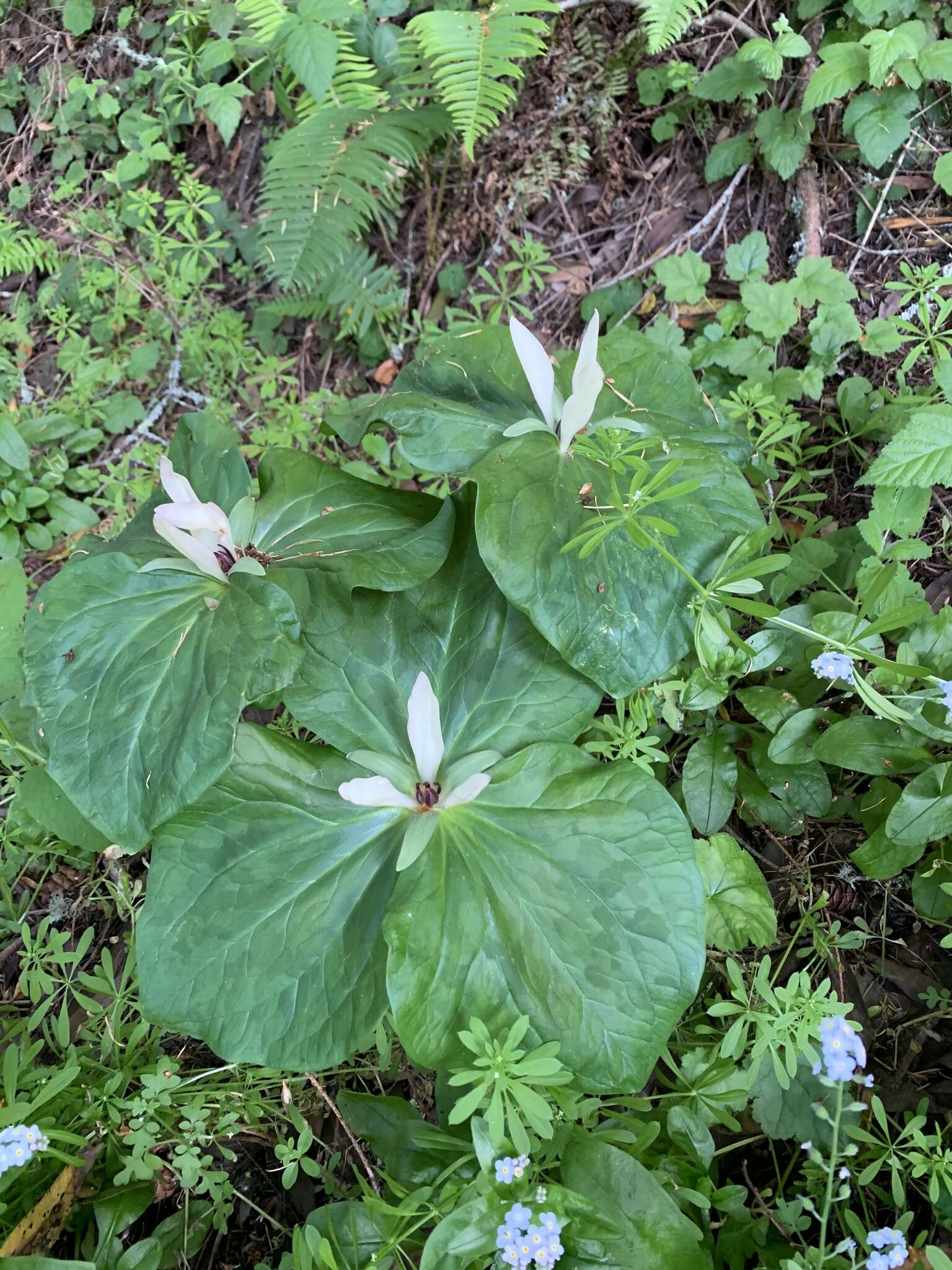 Trillium chloropetalum var. giganteum (Hook. & Arn.) Munz resmi