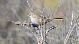 Image of Chiming Wedgebill