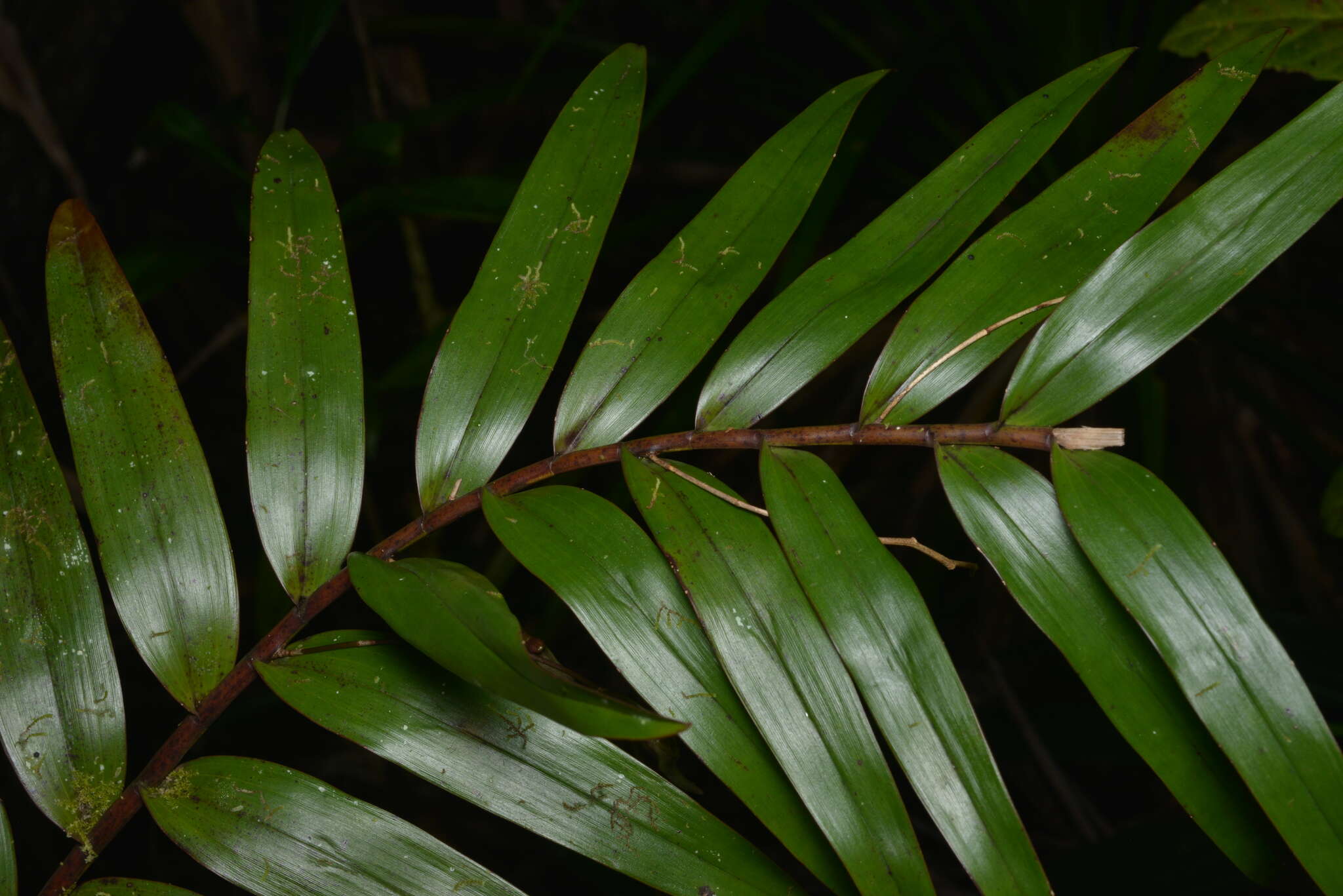 Dendrobium fractiflexum Finet的圖片